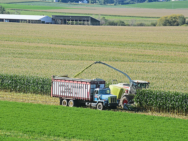 When silage is cut has a large effect on the nutrients in the feed, according to Allen Stateler, nutritionist for Nutrition Services Associates based in northeast Nebraska, Image by Rick Mooney
